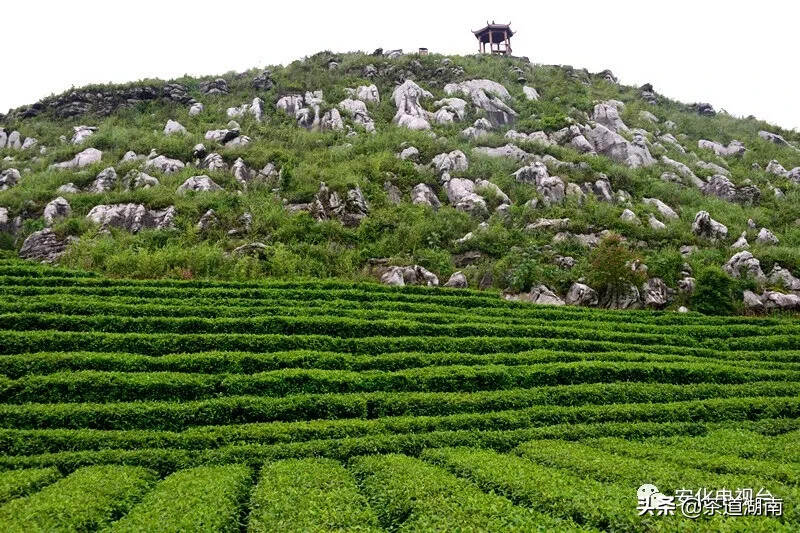 湖南安化：以“茶”为基 推进茶旅文康融合发展