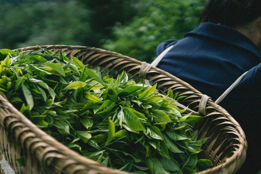一片东方树叶的秘密：茶汤的涩、苦、鲜、甜、浓、是由什么决定的