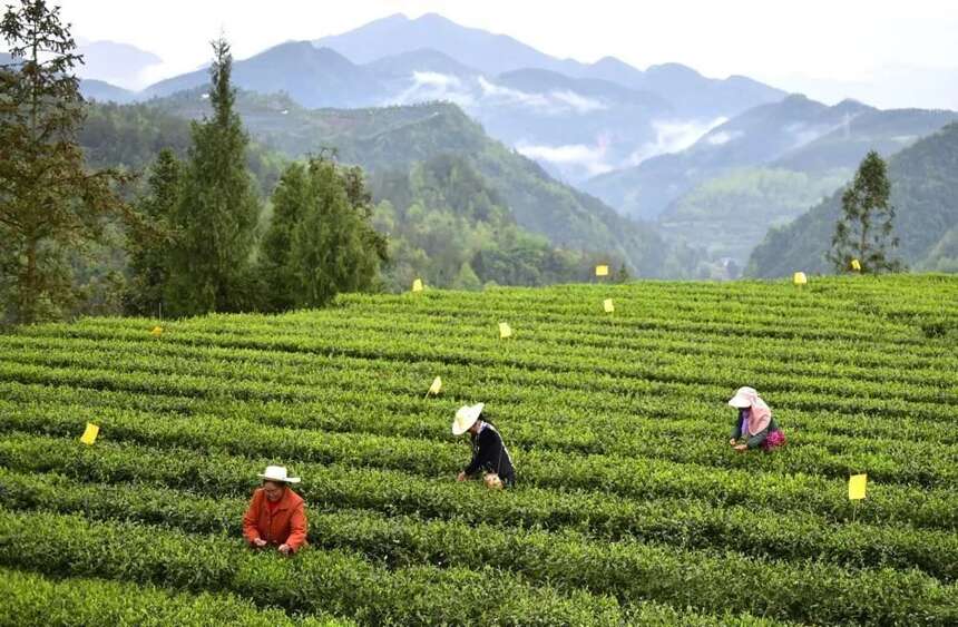 达州市加快推动茶叶产业发展