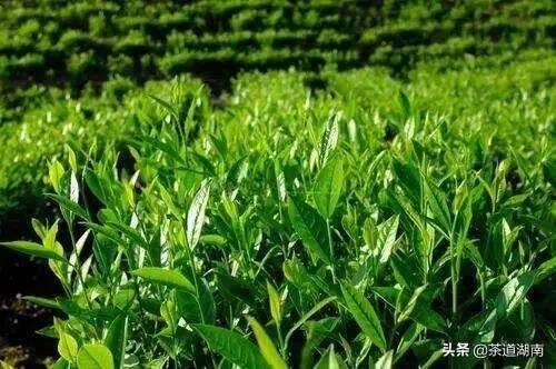 益阳茶故事 | 益阳茶厂援建临湘茶厂的故事