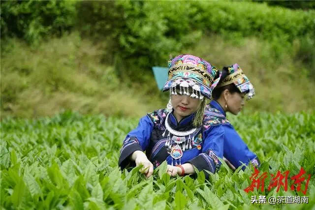 茶界专业人士考察吉首湘西黄金茶产业