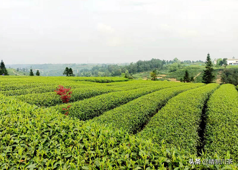 “蒙顶山茶”品牌价值连续六年入围全国十强