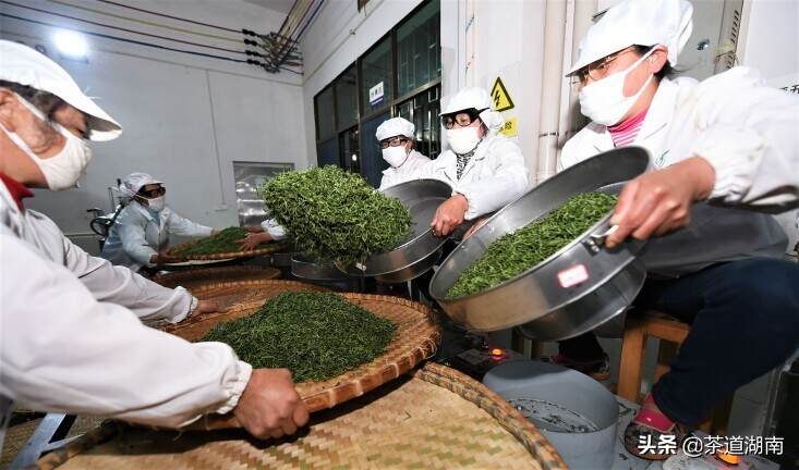 扶贫茶厂助农脱贫增收