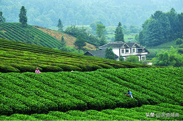 新型冠状病毒肺炎疫情对湖南茶产业影响调研报告