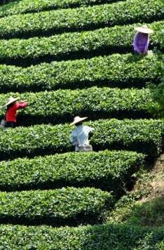 广西每一年生产出多少干茶主要销往那些地方