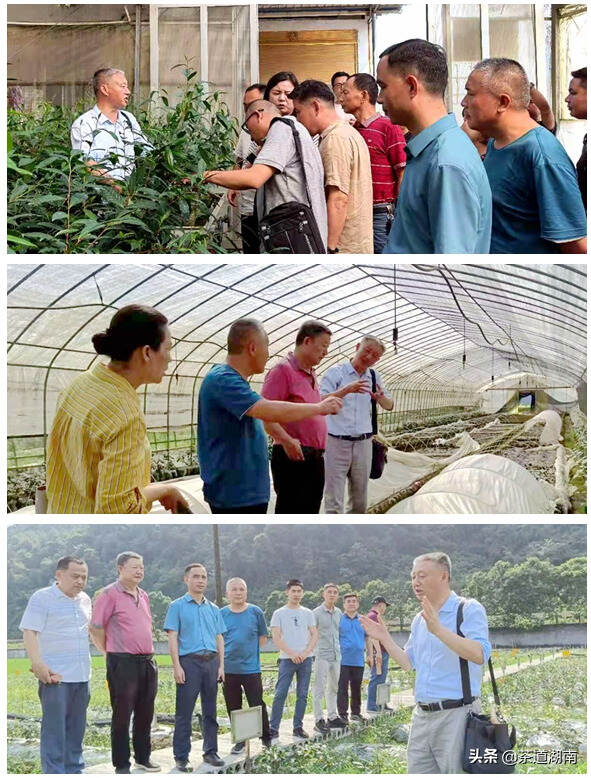 石门县茶叶界同行莅临湘西州交流茶产业发展经验