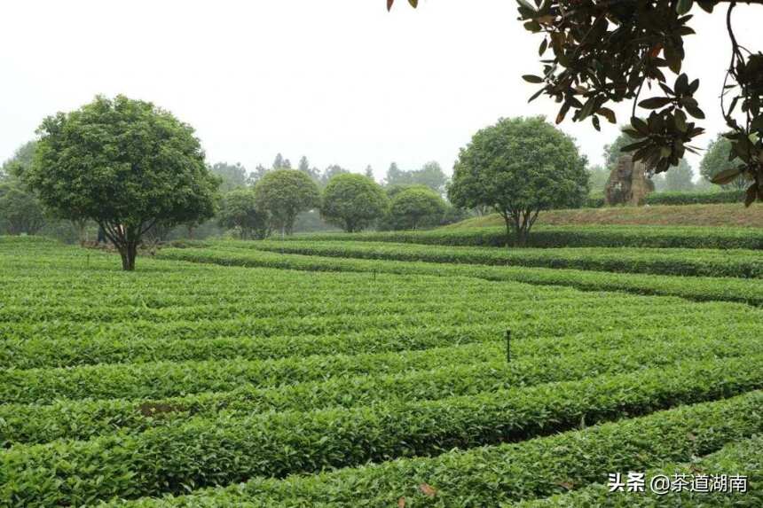 醉美茶乡跟党走 | 2021年第七届长沙（国际）茶文化旅游节”