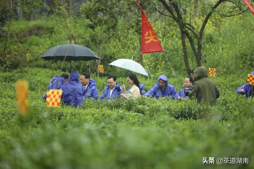 第四届中国·古丈茶旅文化节开幕