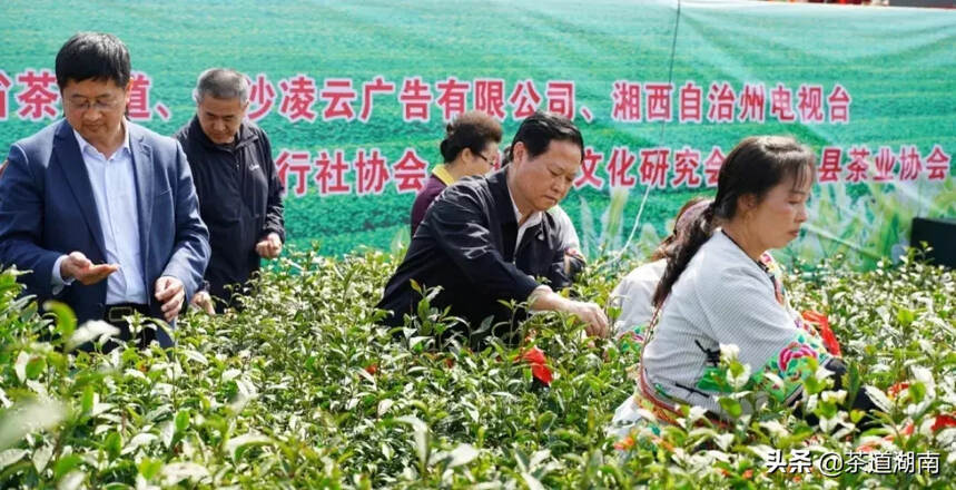 “2019中国·古丈第三届茶旅文化节”春茶开园仪式隆重举行