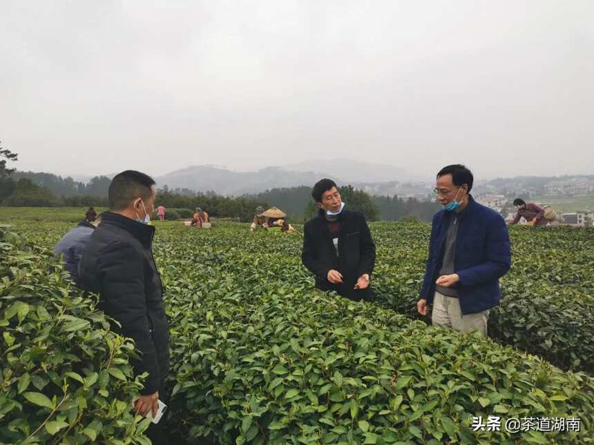湖南省渠江薄片茶业公司助农增收成效显著