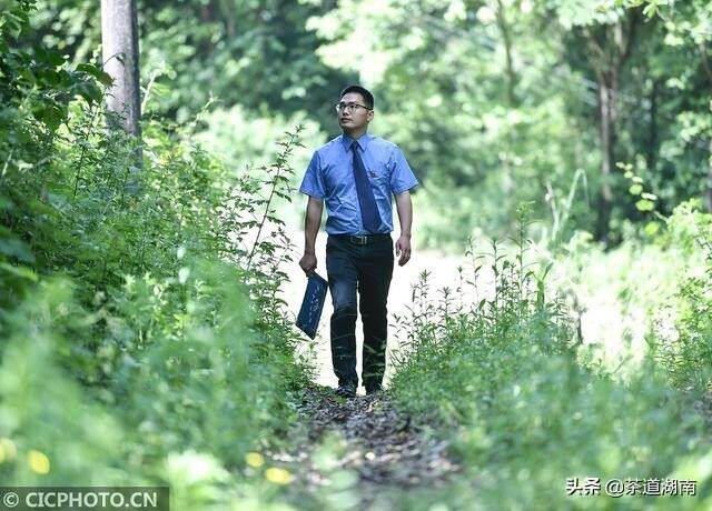 湖南张家界：“80后”驻村检察官变身“莓茶经理”