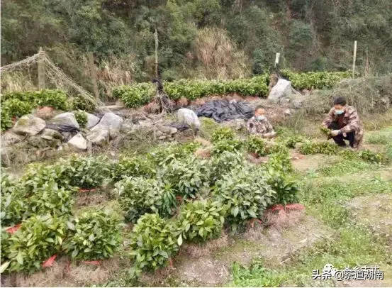 湖南古丈：织密疫情防控网，抢抓时节，促茶叶种植。
