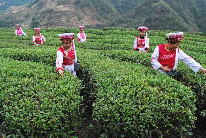 攀枝花市非物质文化遗产项目线上展播——国胜茶