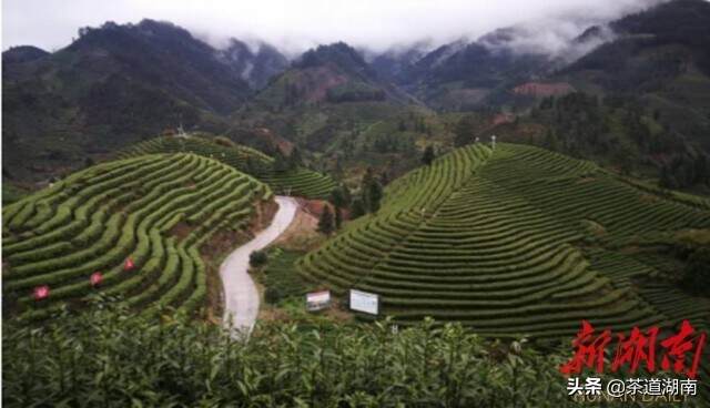 省茶产业专家为湘西州百亿茶产业发展献计献策