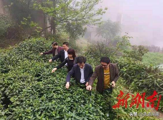 茶叶产业带富乡亲