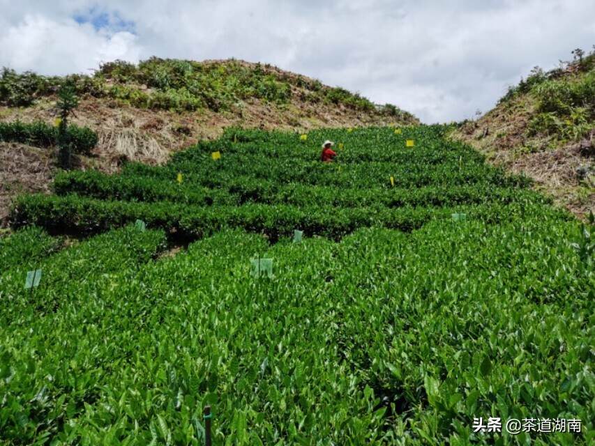娄底市茶业协会专家到新化县天羽、金马茶业调研产业发展情况