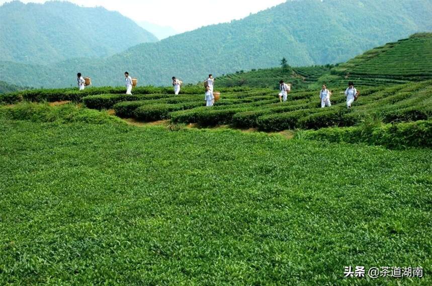 安化黑茶多元化发展带农户奔小康