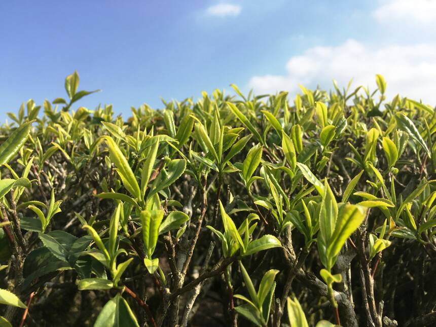 这种乌龙茶产量不多，俗称“透天香”，想不到是乌龙茶里的明前茶