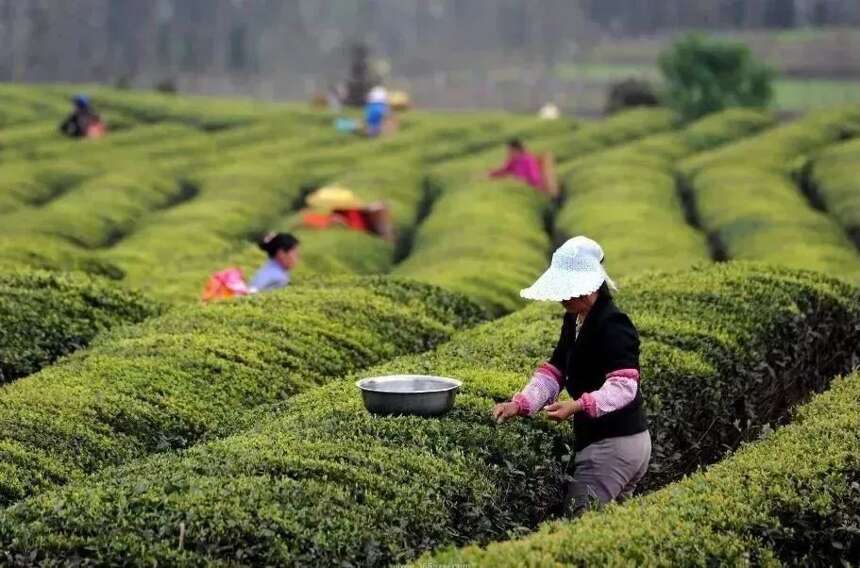 文化遗产里的中国茶，哪个来自你的家乡？