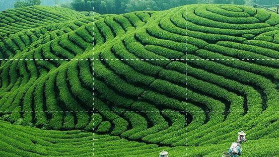 乐山市抓实三项“建设”确保茶叶加工体系迅速提升