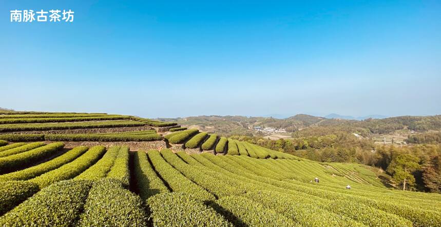 福鼎白茶的四大核心产区，太姥山、磻溪、点头、管阳你知道几个？