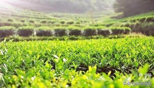金马茶业：在崇山峻岭间汲取成长的力量