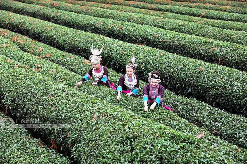 广西每一年生产出多少干茶主要销往那些地方
