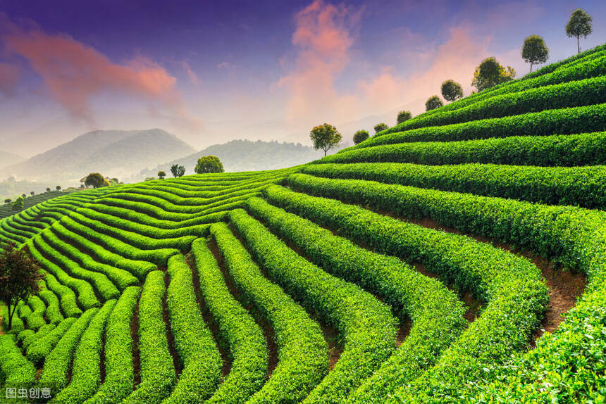 春季茶山好风光，春暖花开之季茶也来争春，茶园皓翰如人间仙境