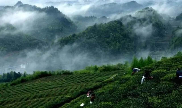 从硬核数据看贵州茶“三绿一红”，谁最受宠？