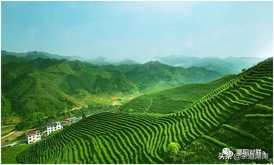 茶对联：洞口古楼茶文化生态园