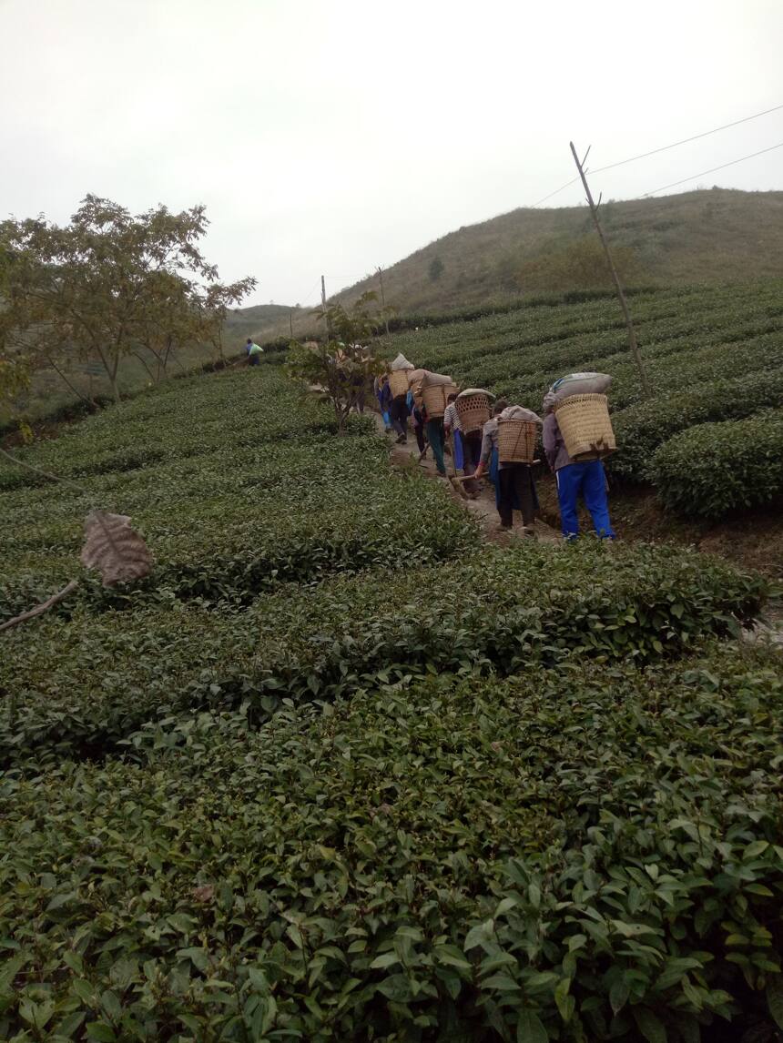 这名贵州退伍老兵举家扎根深山9年种有机茶，只为带领乡亲脱贫