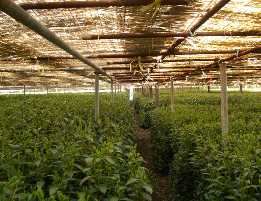 日本茶叶的发展特色：标准化、机械化、从头至尾贯穿整个产业链