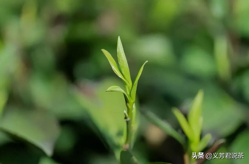 喝懂这六种绿茶，等于读懂中国绿茶版图的半壁江山