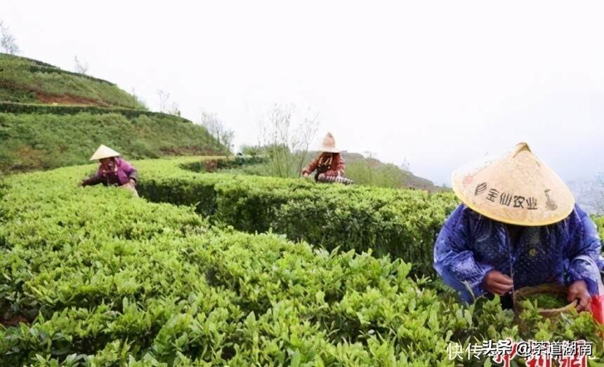 湖南桂阳产煤村产业蜕变：一片小茶叶铺就一条致富路
