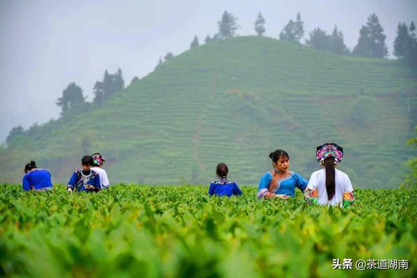 湖南吉首：茶旅融合美了乡村富了民