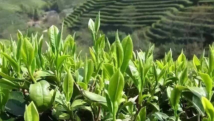 谷雨节气养生从喝茶开始，老茶客：多喝这几种茶，养生又健康