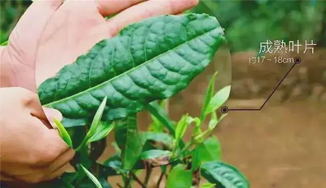 普洱茶大叶种与小叶种，是怎么样区分的？