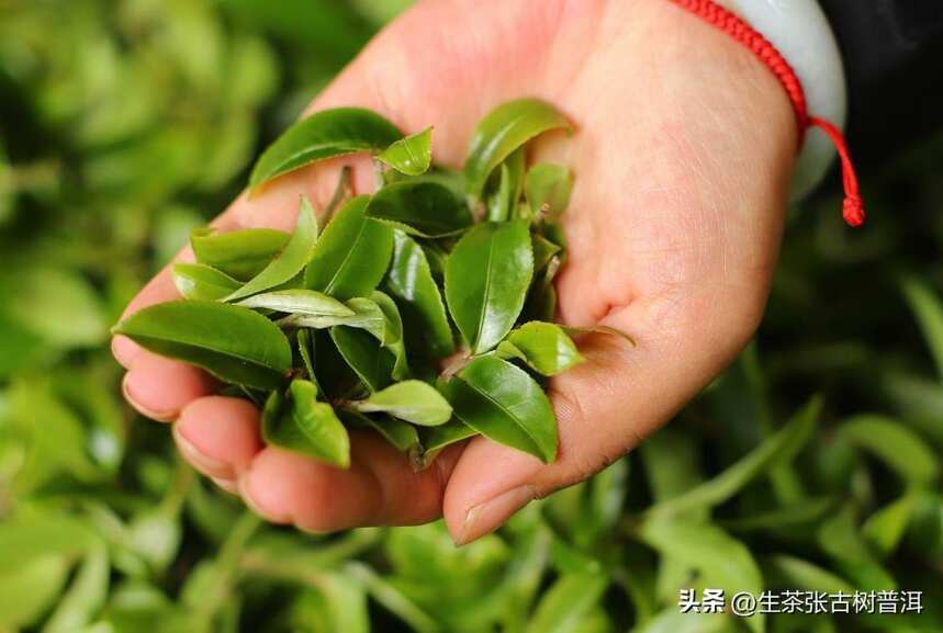 普洱名茶山——困鹿山，从4个方面出发，搞懂困鹿山普洱茶