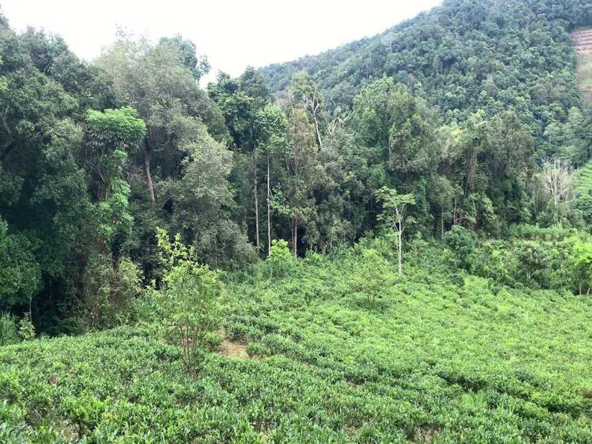 《老徐谈茶》288期：老徐带你探寻长在原始森林中的高杆古茶树