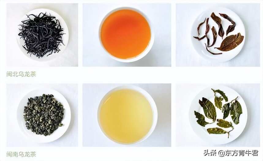 正说乌龙茶：福建乌龙茶如何分类？特点是什么？有哪些代表性产品