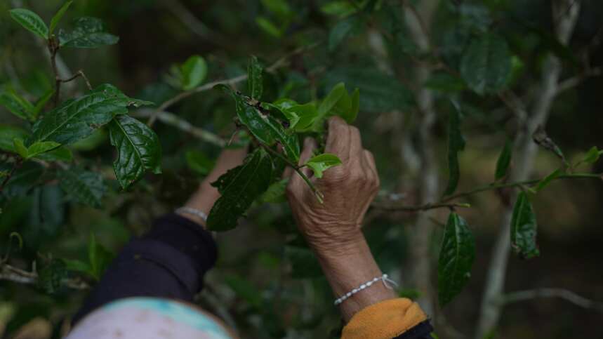 新品上市 | 甜茶中坚，班章茶种之源，帕沙古树之春