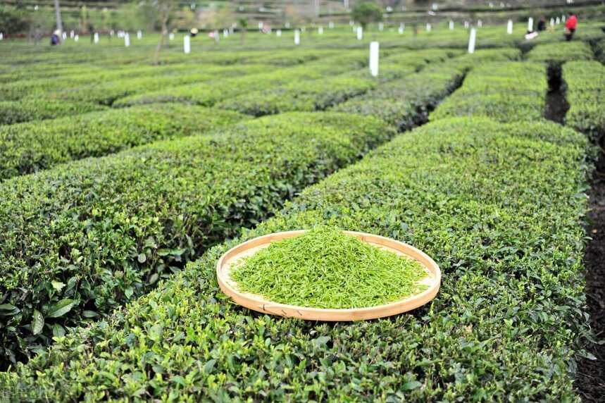 深入聊聊：中国茶文化系统成为全球重要农业文化遗产其中之一