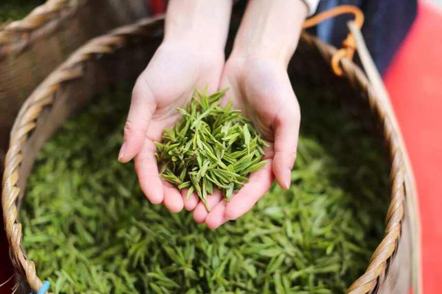 绿茶工艺四大门派，你最喜欢的茶属于哪一派？3分钟带你了解绿茶