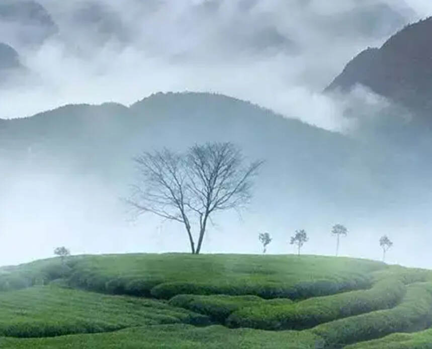 高山茶这么优秀，是因为离仙人近吗？盘点知名的台湾高山茶