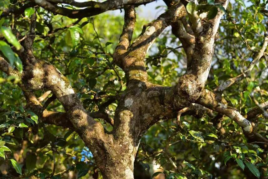 普洱茶树树龄可以通过科技手段来判定吗？