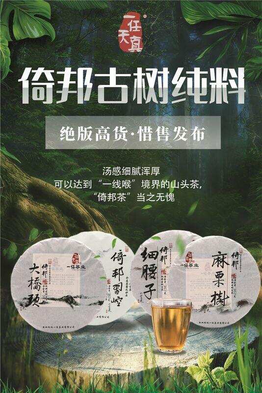 李桂荣说茶丨倚邦古树纯料茶：细腻浑厚，直达“一线喉”