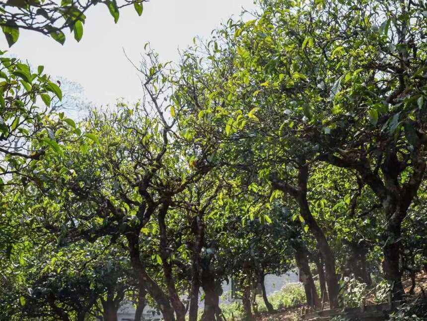 普洱茶树树龄可以通过科技手段来判定吗？