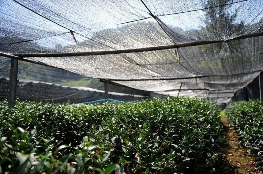 最新预警：高温袭击四大茶区，茶园减灾如何应对？