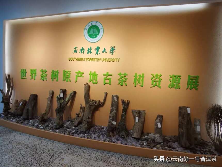世界茶树原产地资源