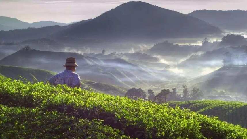 国家破产，政府倒台，世界三大红茶之一的斯里兰卡红茶何去何从？